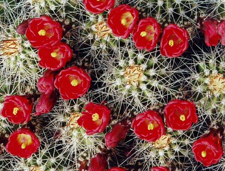 (26) cactus flowers (grand canyon).jpg